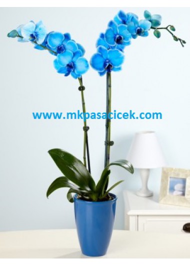  Mavi Orkide